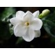 Jasmin scent (16oz)